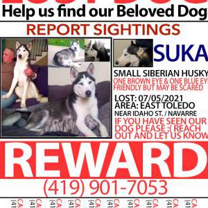 Lost Dog Suka