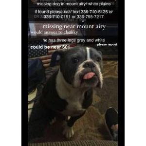 Lost Dog chunky