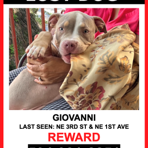 Lost Dog Giovanni