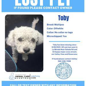 Lost Dog Toby