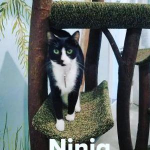 Lost Cat Ninja