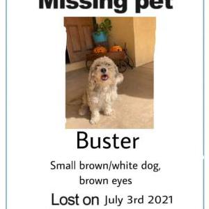 Lost Dog Buster