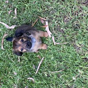 Lost Dog Milo