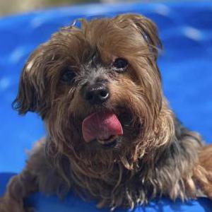 Lost Dog Louie