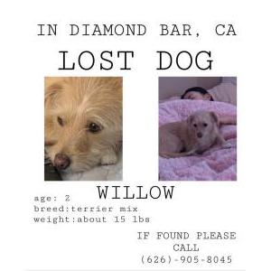 Lost Dog Willow