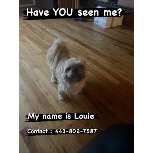 Lost Dog Louie
