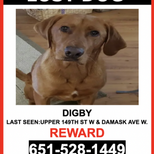 Lost Dog Digby