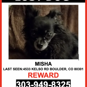 Lost Dog Misha
