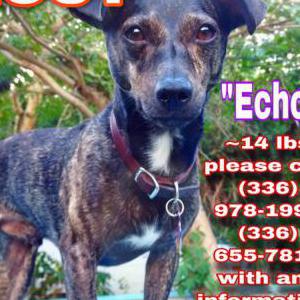 Lost Dog echo