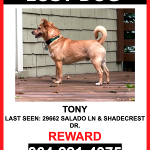 Lost Dog Tony