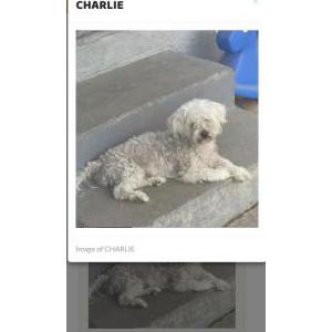 Lost Dog CHARLIE