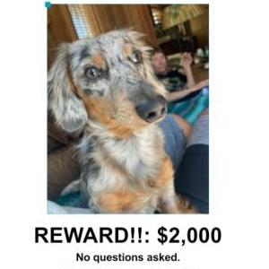 Lost Dog Pistol