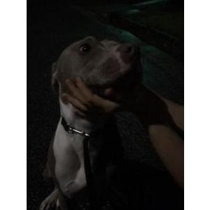 Found Dog Unknown