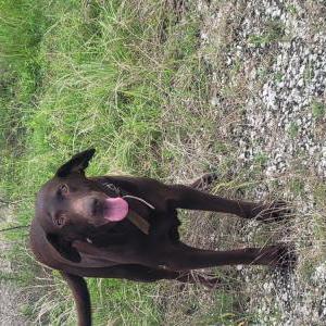 Found Dog Unknown