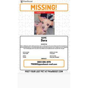 Lost Dog Dora