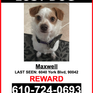Lost Dog Maxwell