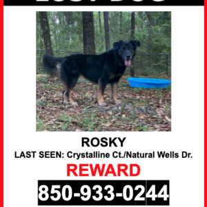 Lost Dog Rosky