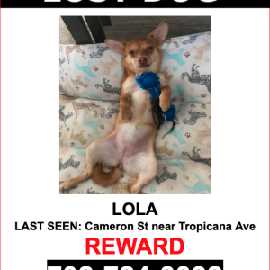 Lost Dog Lola