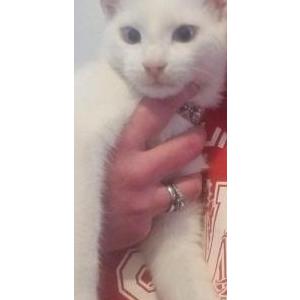 Lost Cat Casper