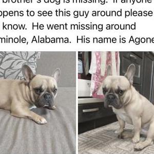 Lost Dog Agone