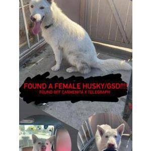 Found Dog Unknown