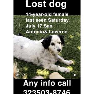 Lost Dog Chata