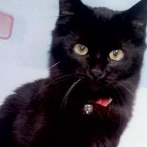 Lost Cat Blackie