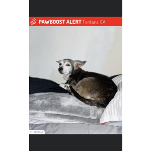 Lost Dog Nicky