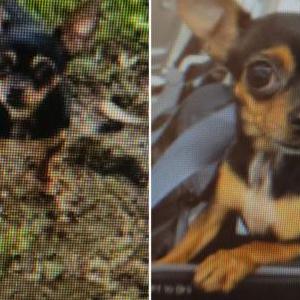 Lost Dog BLKCHIHUAHUA