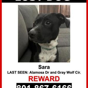 Lost Dog Sara