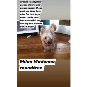 Lost Dog Milan