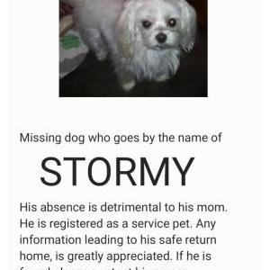 Lost Dog Stormy