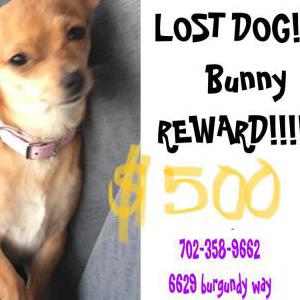 Lost Dog Bunny