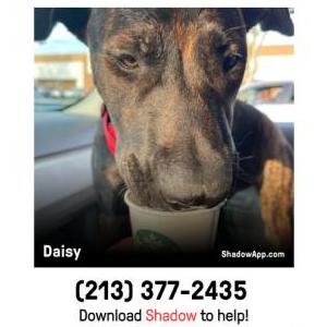 Lost Dog Daisy
