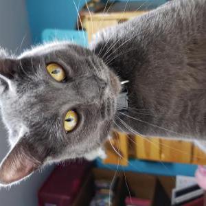 Lost Cat Buster/Grey