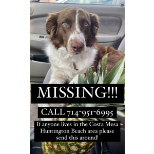 Lost Dog Moxi