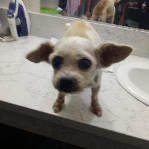 Found Dog Mix terrier/Chihuahu