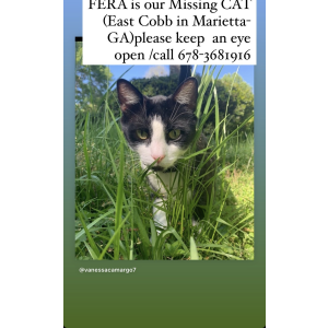 Lost Cat Fera