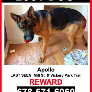 Lost Dog Apollo