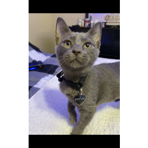 Lost Cat Mihn Lee