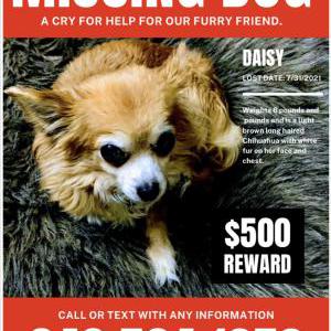 2nd Image of Daisy, Lost Dog