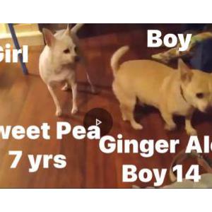 Lost Dog Sweet p & Ginger Ale