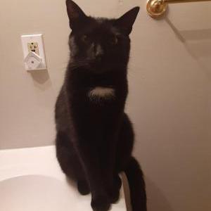 2nd Image of Midnight, Lost Cat