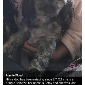 2nd Image of Betsy, Lost Dog