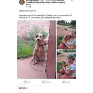 Lost Dog Suzy