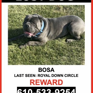 Lost Dog Bosa