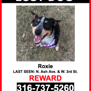 Lost Dog Roxie