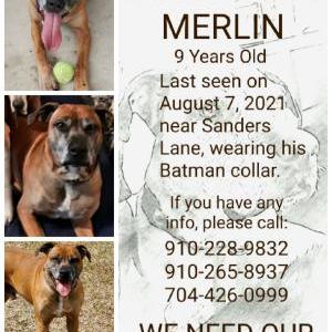 Lost Dog Merlin