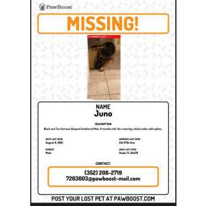 Lost Dog Juno