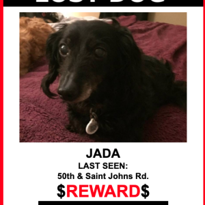Lost Dog Jada